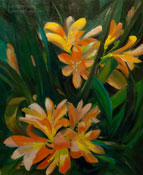clivia lily kafir lily painting