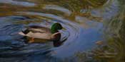 Swimmingly Mallard Duck oil painting
